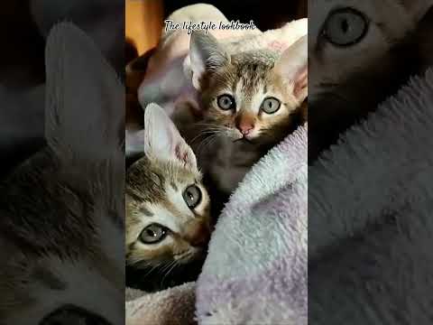 #cats #viralsorts#rishikesh