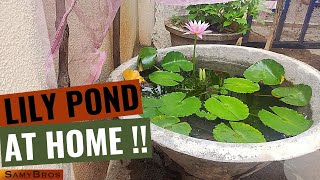 Growing Water Lily at Home !| Lily Pond |