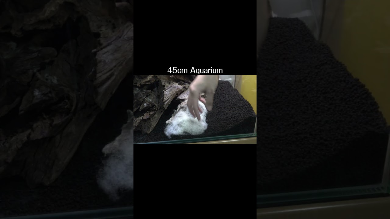 【スタンプウッド】流木をメインに新しいアクアリウム水槽を立ち上げました #アクアリウム #アクラテラリウム #aquarium