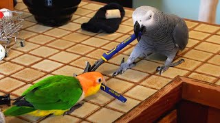 Scary Rock Bowl | Live w/ Apollo the Talking Parrot
