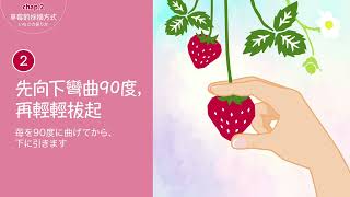 strawberries (Traditional Chinese)