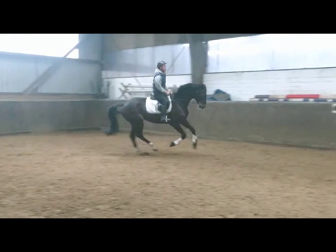 Centi *2013 Holsteiner gelding by Centurion - Carentan - Quinar