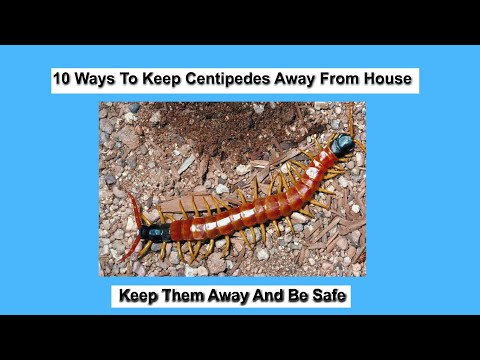 10 Ways To Keep Centipedes Away From House