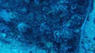 SCUBA Dive - Sea Tiger