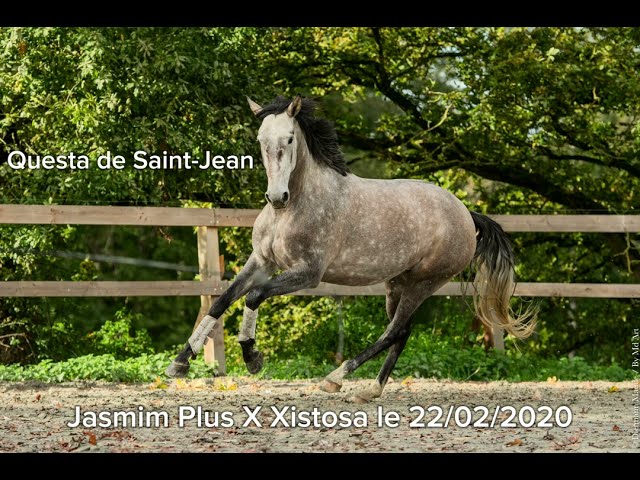 Jument Lusitanienne PP 