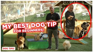 My BEST DOG TIP for Beginners! (Cesar Millan Dog Tips!)