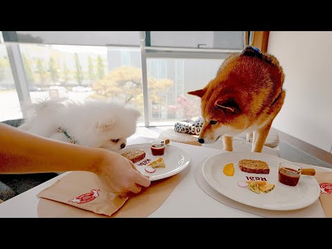 How Korean Pet Foods are Made and Managed (feat. Harim Pet Food Babiboyak Factory Tour)