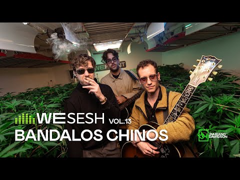 Bandalos Chinos en WESESH #13 | Sesión en vivo entre plantas en WEPLANT 🌿