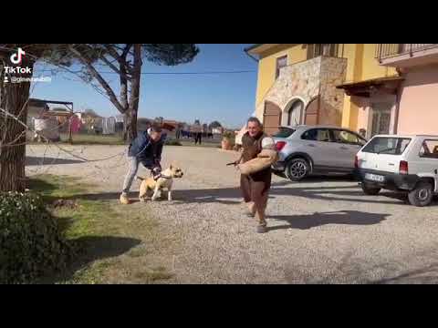 Attacco di un Amstaff