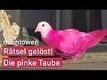 Pinke Taube in Bad Homburg! Das Rätsel um den bunten ...