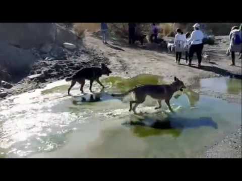 Ruta de la via verde y rambla de Huércal Overa con perros