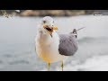 How To Stop Seagulls From Stealing Your Fries According To New Study