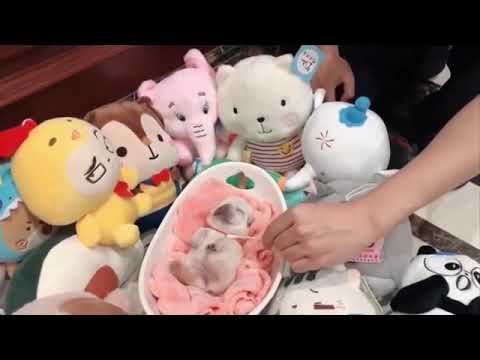 Baby Dogs   Cute and Funny Dog Videos Compilation #2 Adorable Aww Animals 2021 - pet lover like you