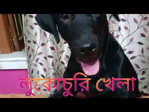 hide and seek game 🤩