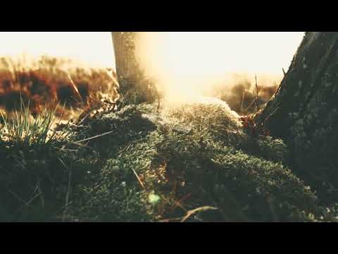 https://www.youtube.com/watch?v=59E0Qa0dzyU