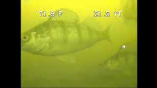 preview picture of video '2014-08-09 Mendota - Walleye, school of Perch and unknown objects'