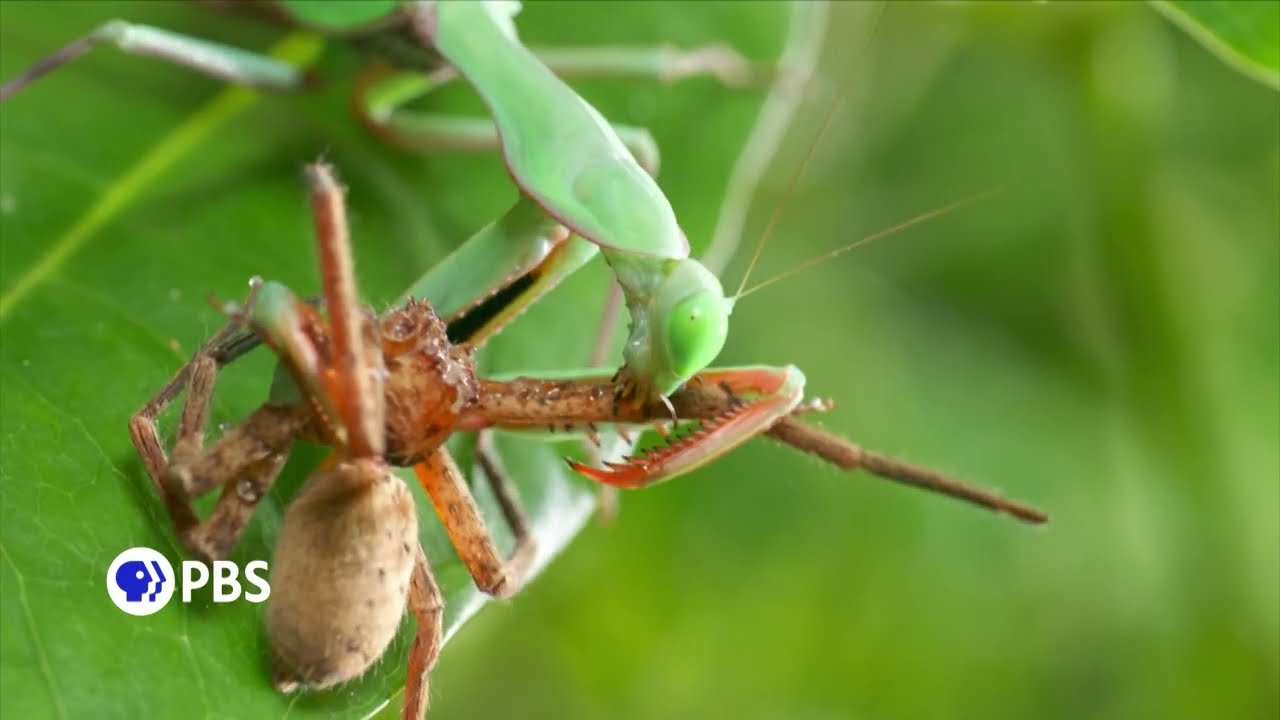 Bugs That Rule the World: Eat or Be Eaten - Preview