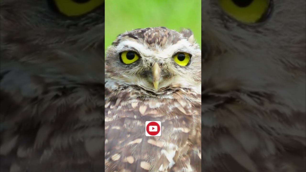 #shorts BACKIT - Digital Wave (Playlist Preview YouTube Electro)