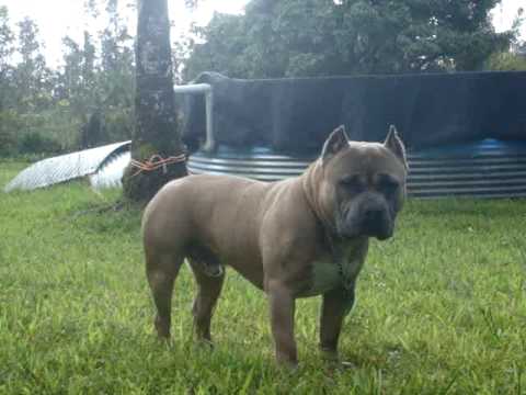 SENSEI "the teacher"  Shaolin Kennels HI.