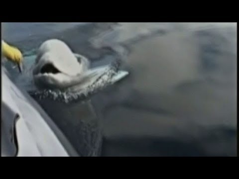 comment poser sa voix pour être obéi