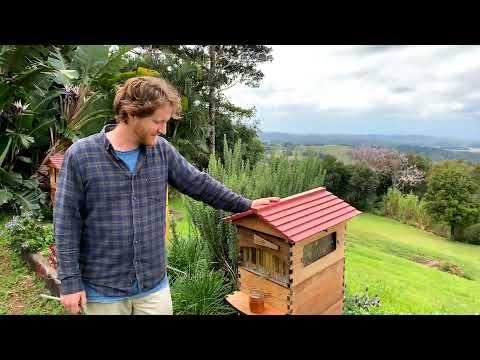 Flow honey harvest with live Q&A