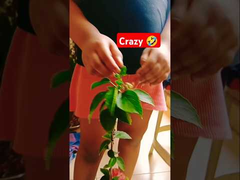 How to pluck the flower#Navisha#Bhanu.