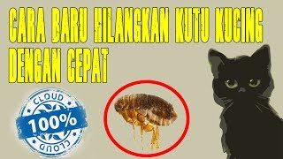 Download lagu Cara Baru Hilangkan Kutu Kucing Dengan Cepat, Mudah Dan Murah | 100% Work mp3