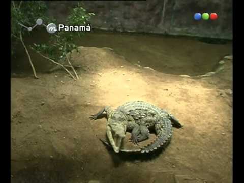 Marley y Pamela David en la selva Panameña - Por el mundo