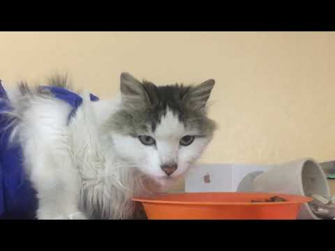 Yalitza mí Gatita en recuperación