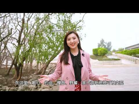 深圳西灣紅樹林公園近距離欣賞整片海上森林