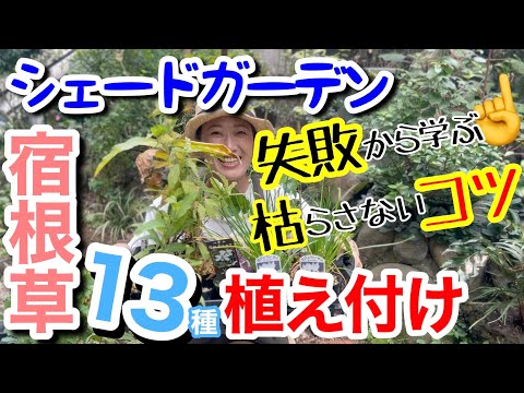 園芸 シデ、シャルミーユ