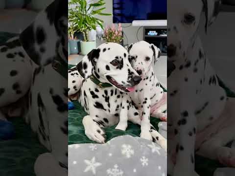 #puppy  Adorable Dalmatians Mom & Puppy : One Blanket, Infinite Cuteness. Poetic Snowflakes & Spots