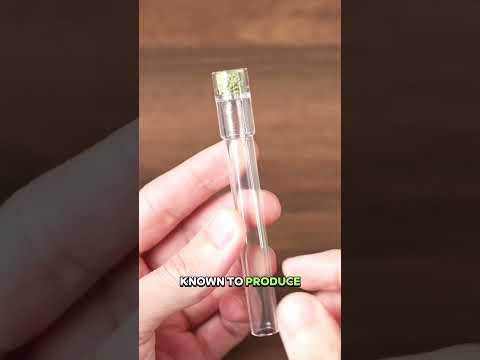 Arizer Glass Stems are genius