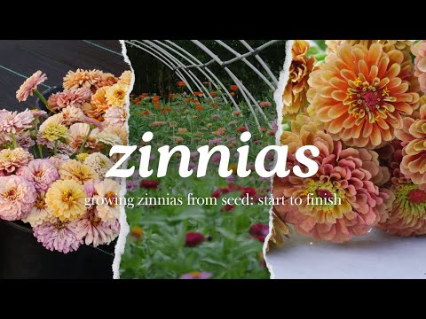 Zinnien züchten: So pflanzen Sie Zinniensamen von Anfang bis Ende / Zinnien als Schnittblumen
