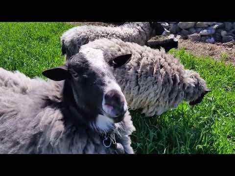 , title : 'Merzifon sarıköy romanov koyunu yayılımı...'