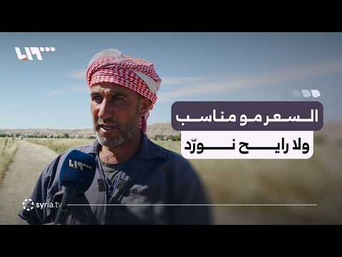 تقرير "تلفزيون سوريا" عن اعتراض فلاحي دير الزور على تسعيرة شراء محصول القمح