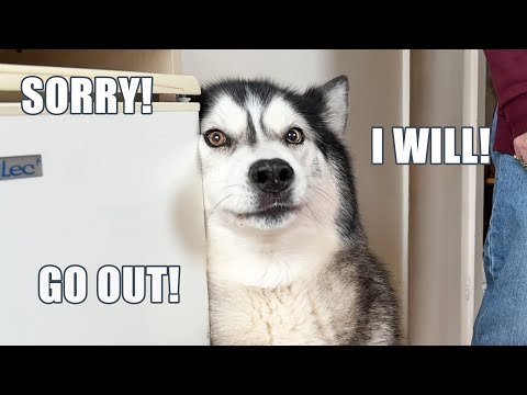 15 Times My Husky Spoke Perfect English!