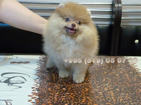 პომერანული შპიცის გოგონა / pomeranuli shpici gogona