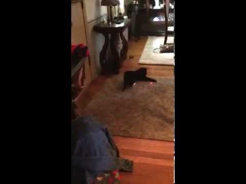 Kirsten and her favorite cat JC