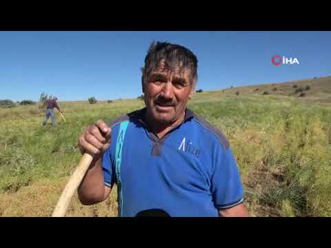 Aylıkları 45 bin liraya geliyor, ancak sayıları her geçen yıl azalıyor