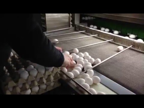 Eier sortieren und abfüllen