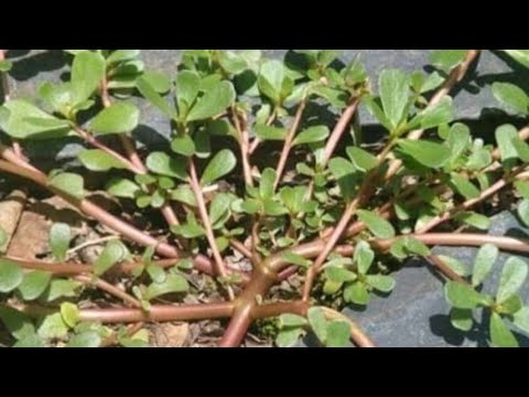 EDAGALA LINO LIYITIBWA SEZZIRA,LABA EMIGASO - KOJJA ALLAN OMUMANYI