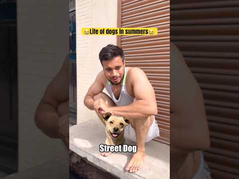 Life of dogs in summers😭😭 #shorts #trending