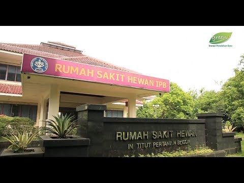 Lakukan untuk pembesaran penis Anggota dari mulut seorang gadis kecil