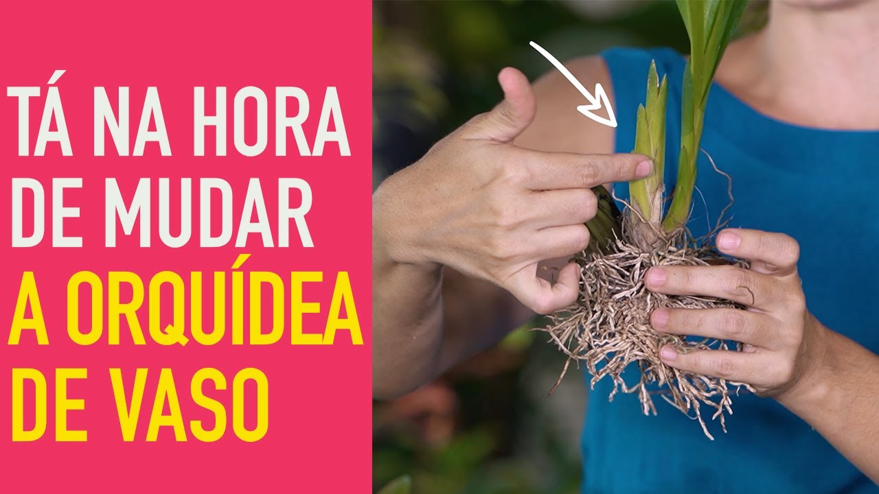 Como MUDAR ORQUÍDEAS de VASO: transplante de DENDROBIUM
