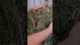Feed Value of Timothy Hay & Orchard Grass: How