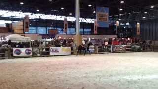 preview picture of video 'Dos Amigos, rocky mountain horse. salon paris 2012 (Paris Horse Show)'