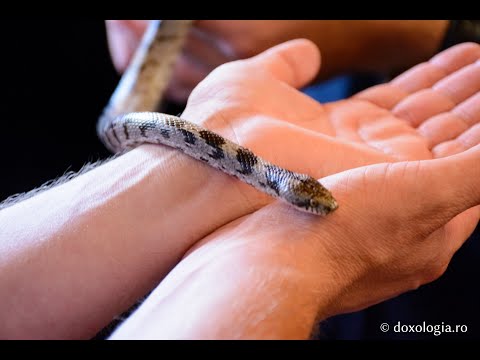 Ce fac șerpii din Kefalonia de Sfânta Maria ?