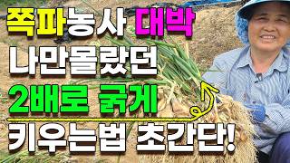 쪽파수확 이렇게 했더니 1개 심어서 50개 수확
