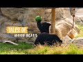 Tales Of Moon Bears Dubai Safari Park